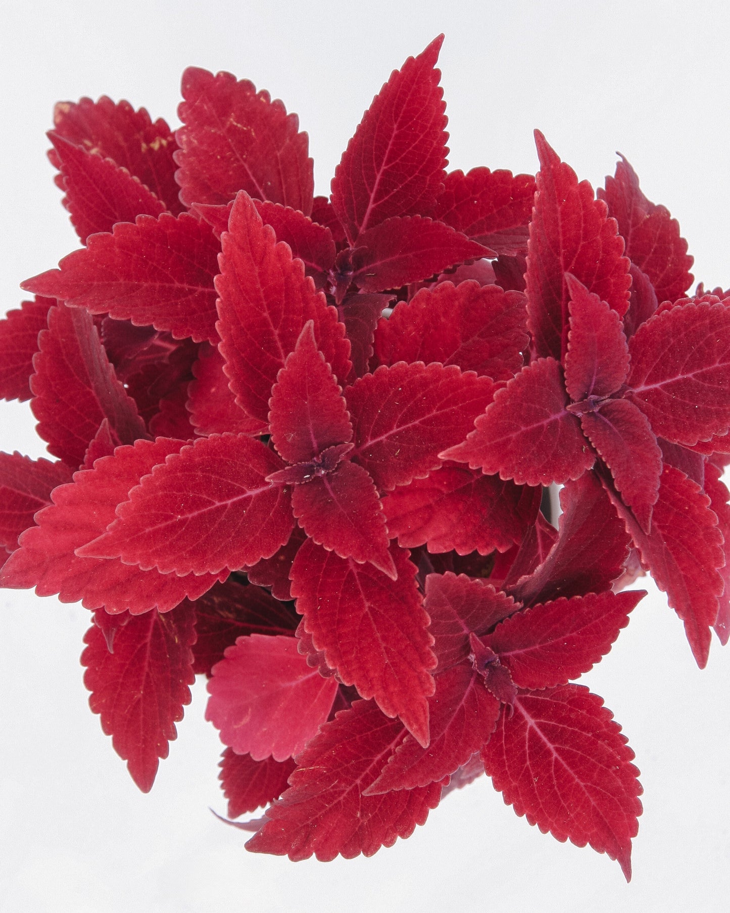 Coleus ColorBlaze Rediculous