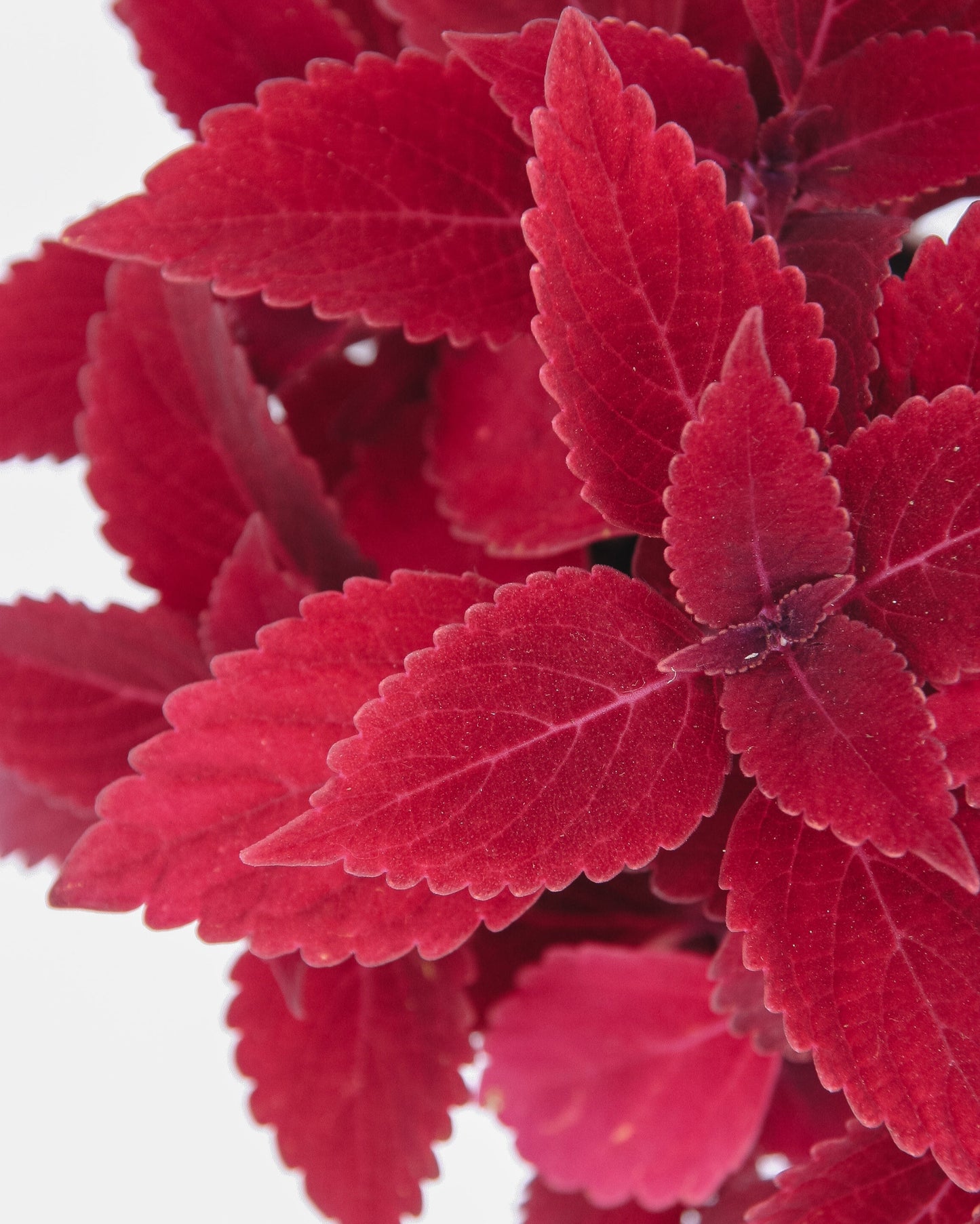 Coleus ColorBlaze Rediculous