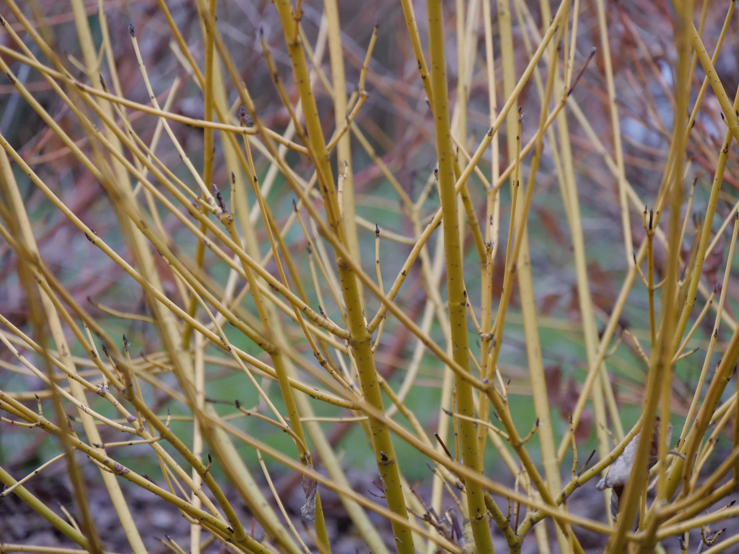 Arctic Fire Yellow Red Osier Dogwood