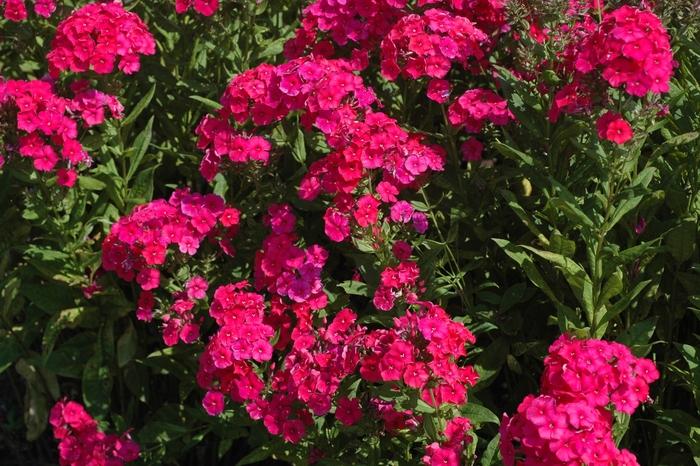 Red Riding Hood Summer Phlox