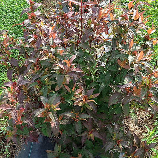 Kodiak Red 2.0 Bush Honeysuckle