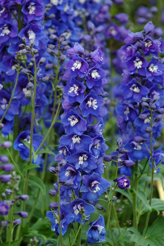 Dasante Blue Delphinium