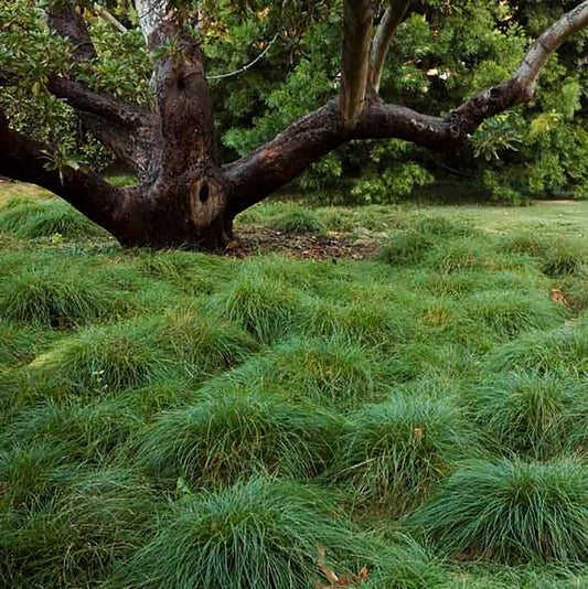 Pennsylvania Sedge