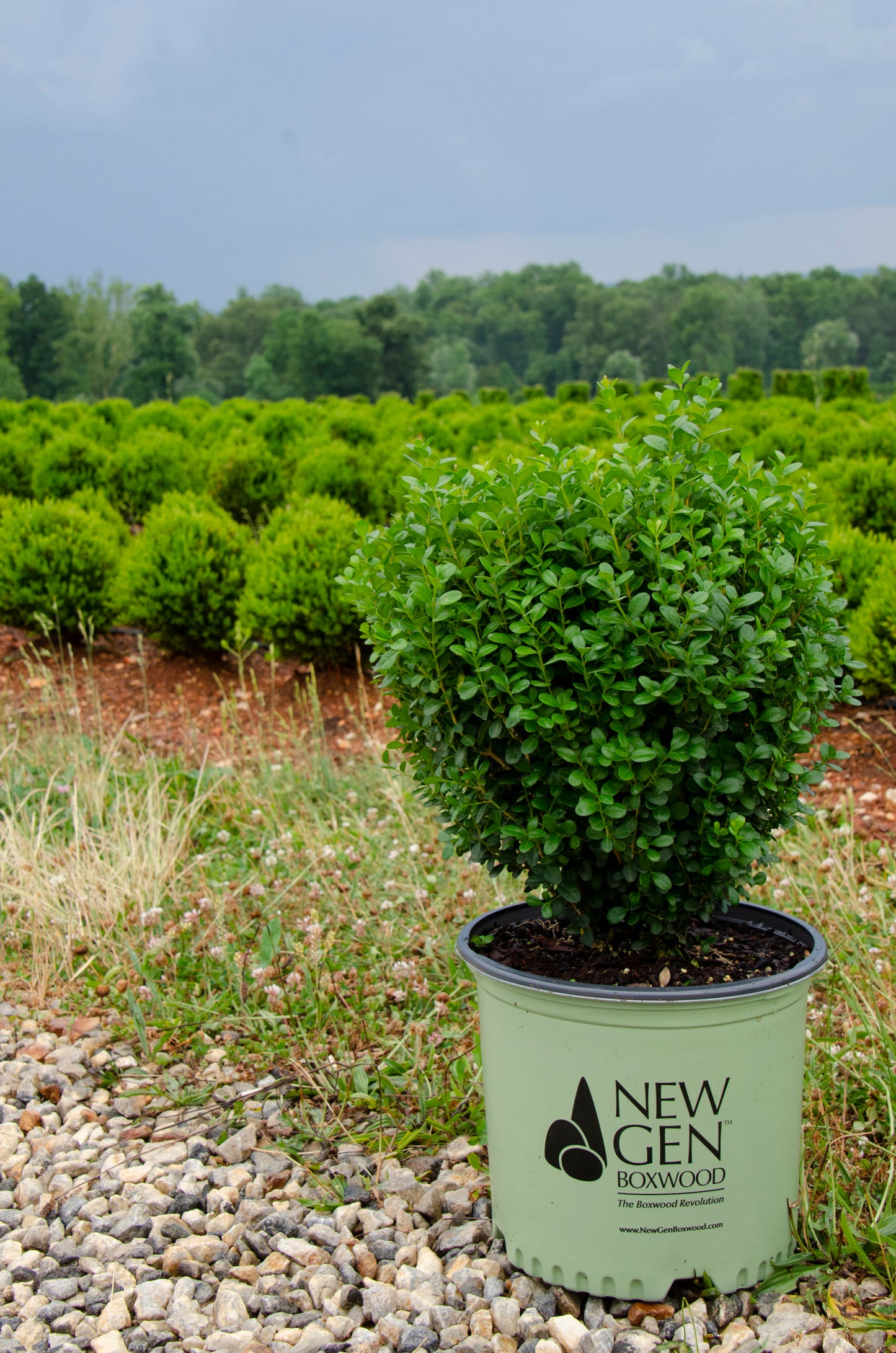 NewGen Freedom Boxwood