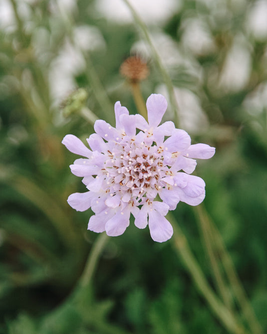 Deep Blue Pincushion Flower