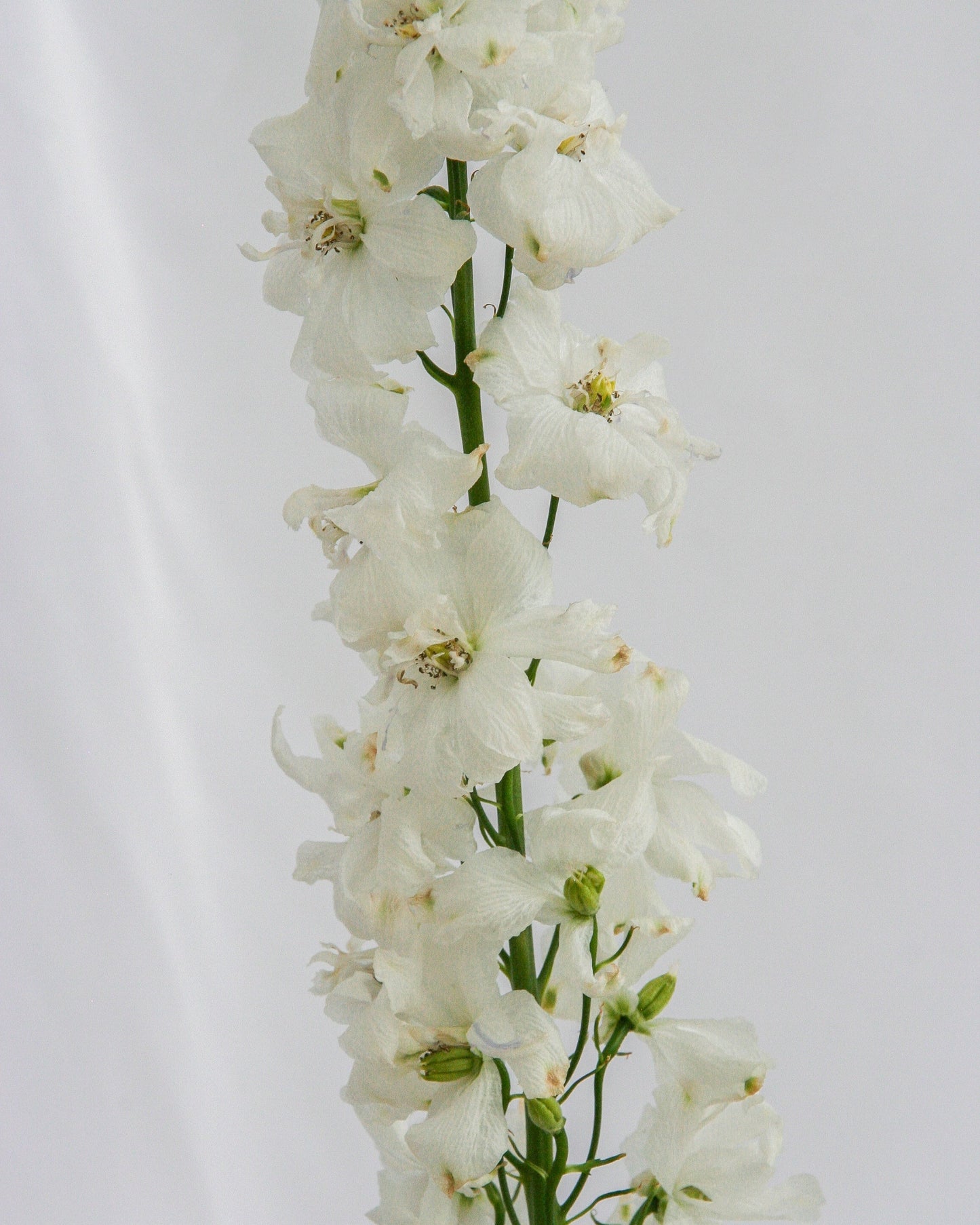 Guardian White Larkspur