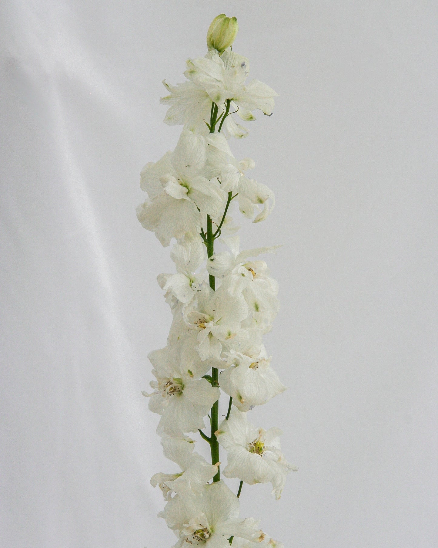 Guardian White Larkspur
