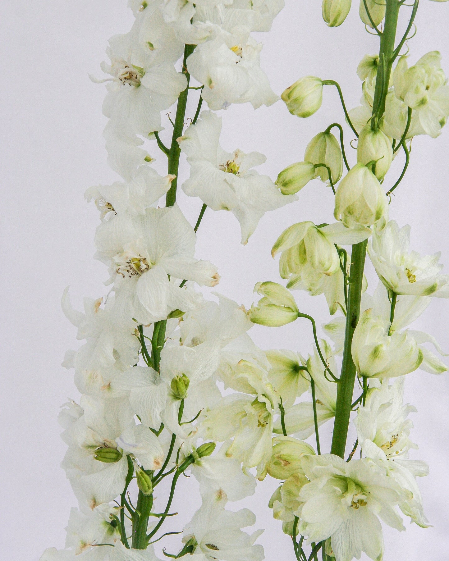 Guardian White Larkspur