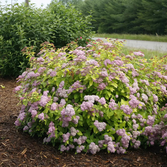 Double Play Big Bang Spirea