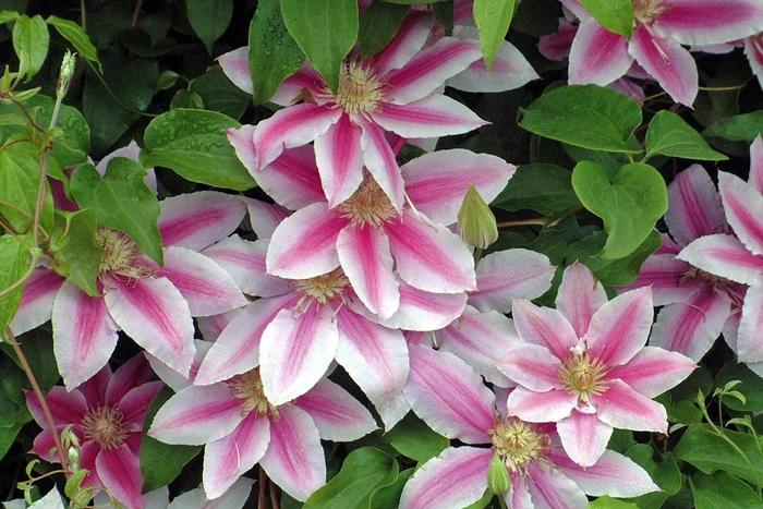 Dr. Ruppel Clematis