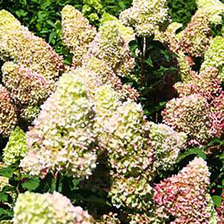 Dragon Baby Hydrangea