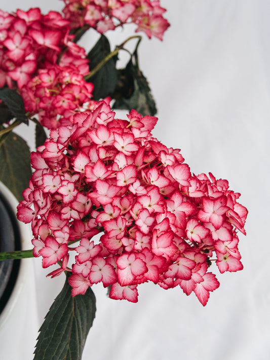 Eclipse Hydrangea