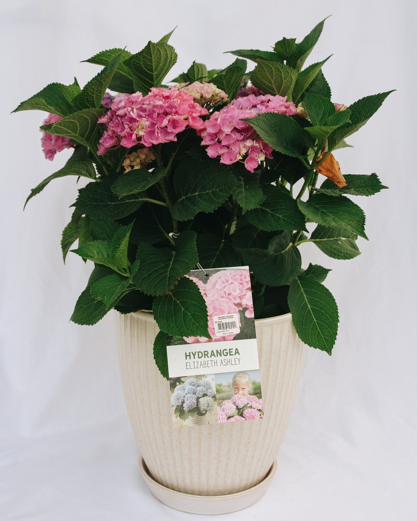 Elizabeth Ashley Hydrangea