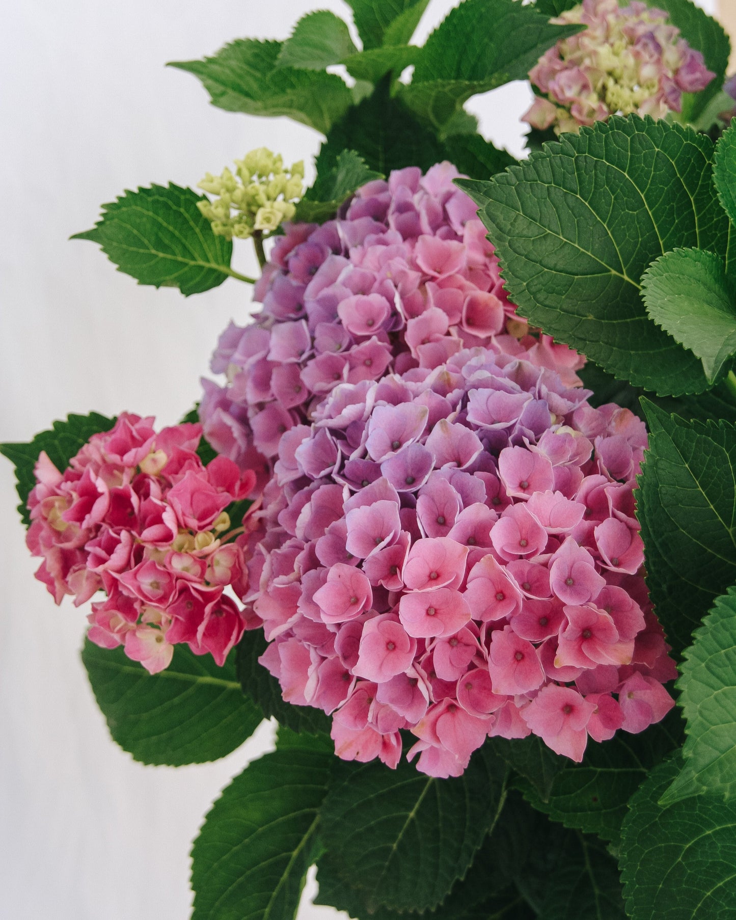 Elizabeth Ashley Hydrangea