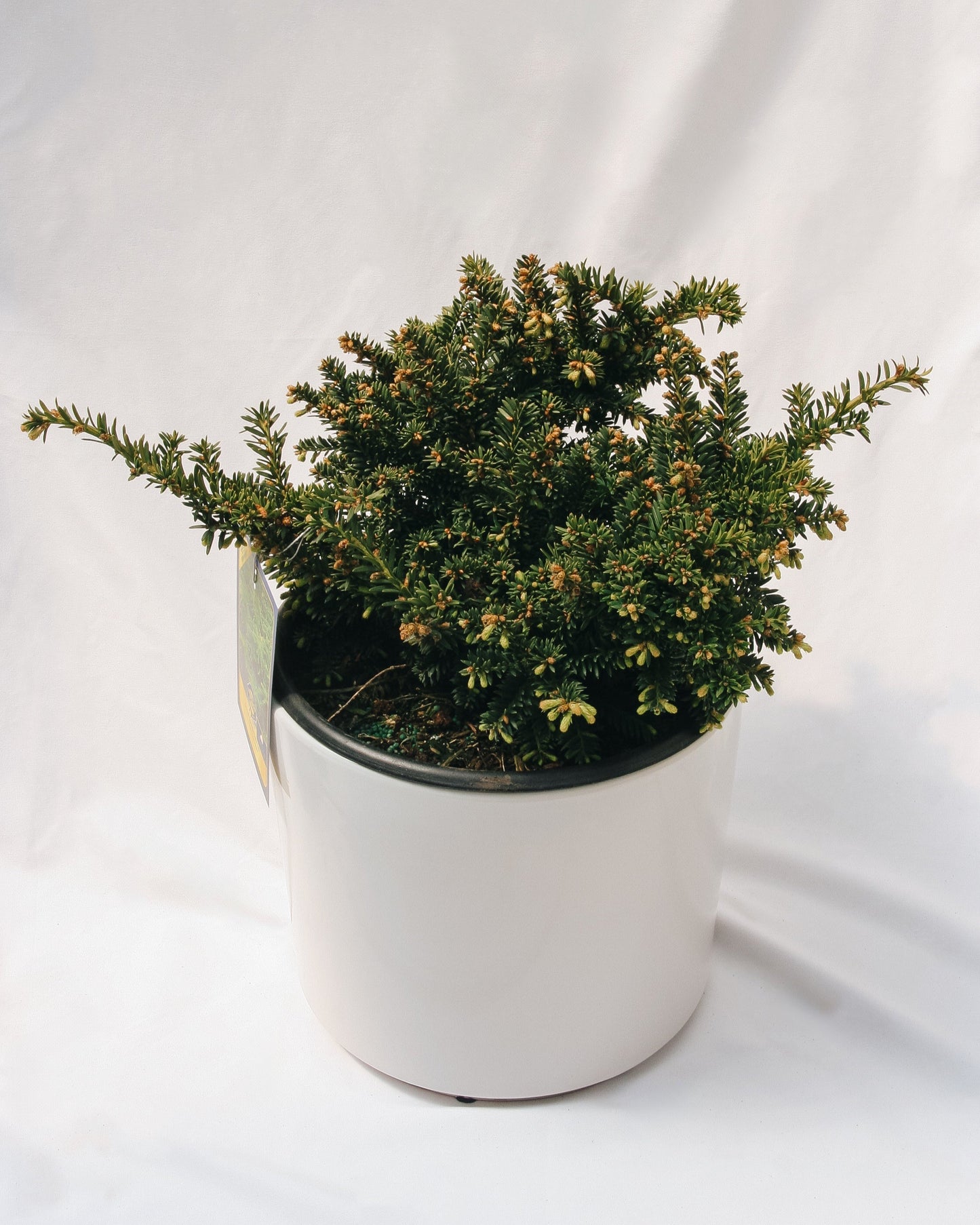 Emerald Spreader Cone Yew