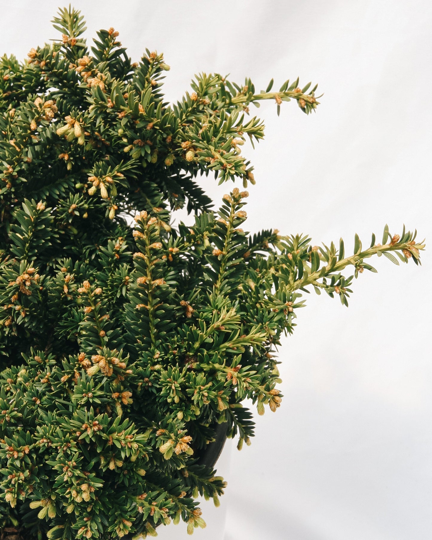 Emerald Spreader Cone Yew