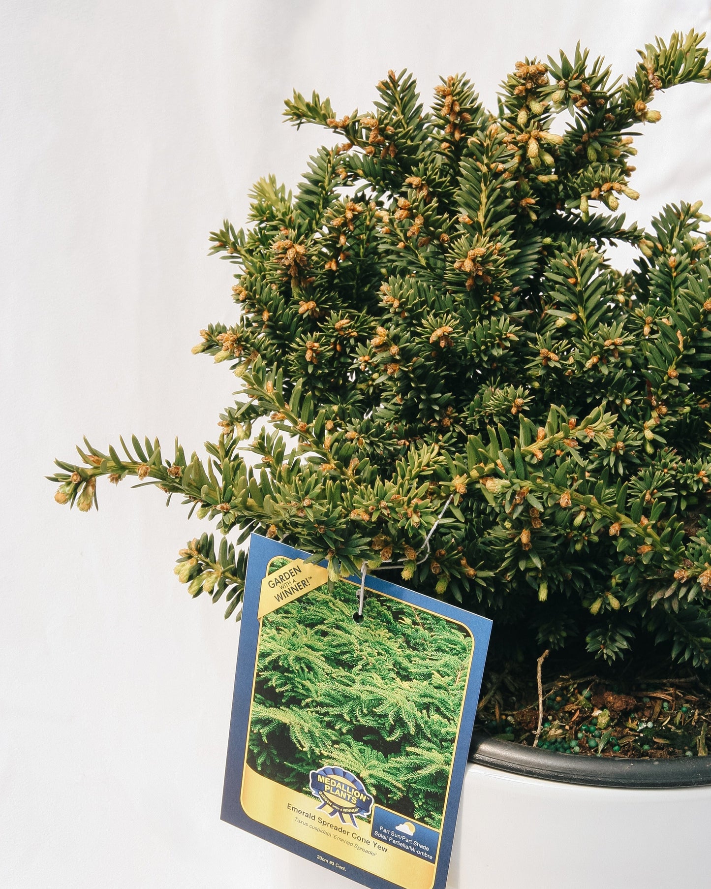 Emerald Spreader Cone Yew