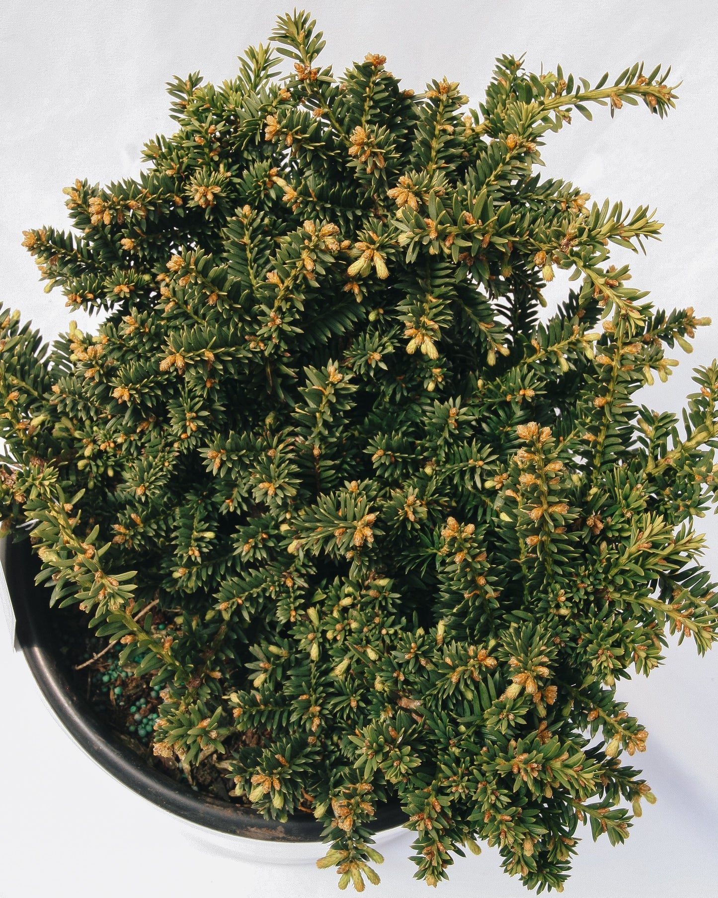 Emerald Spreader Cone Yew
