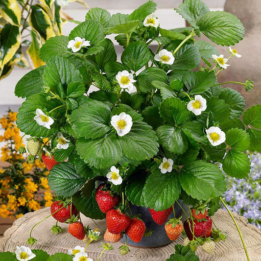 White Berries Galore Strawberry