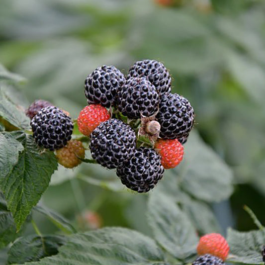 Munger Black Raspberry 1 Gallon / 1 Plant