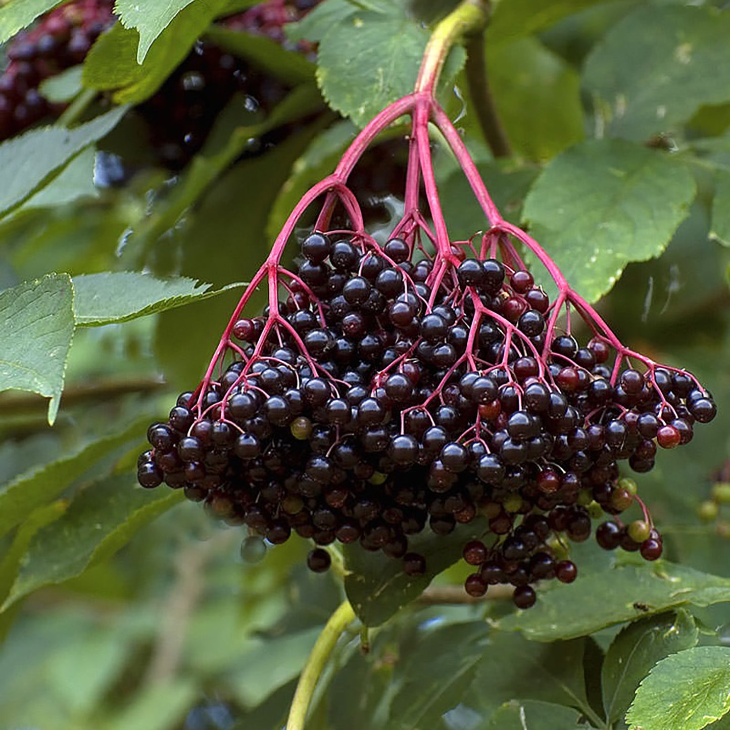 Ranch Elderberry 1 Gallon / 1 Plant