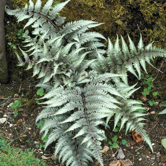 Burgundy Lace Japanese Painted Fern 1 Gallon / 1 Plant