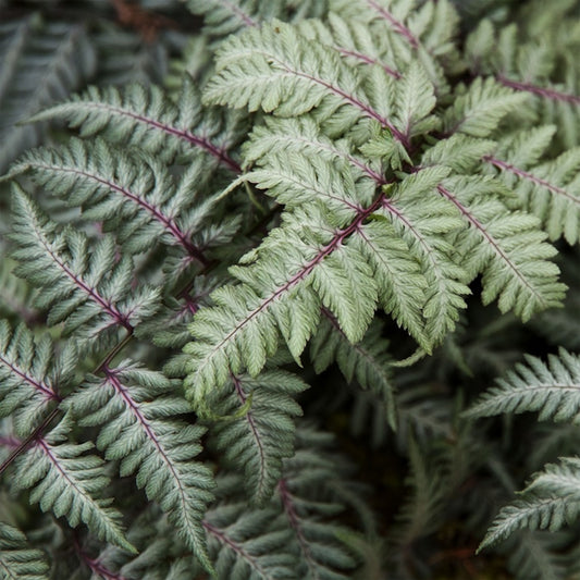 Japanese Painted Fern 1 Gallon / 1 Plant