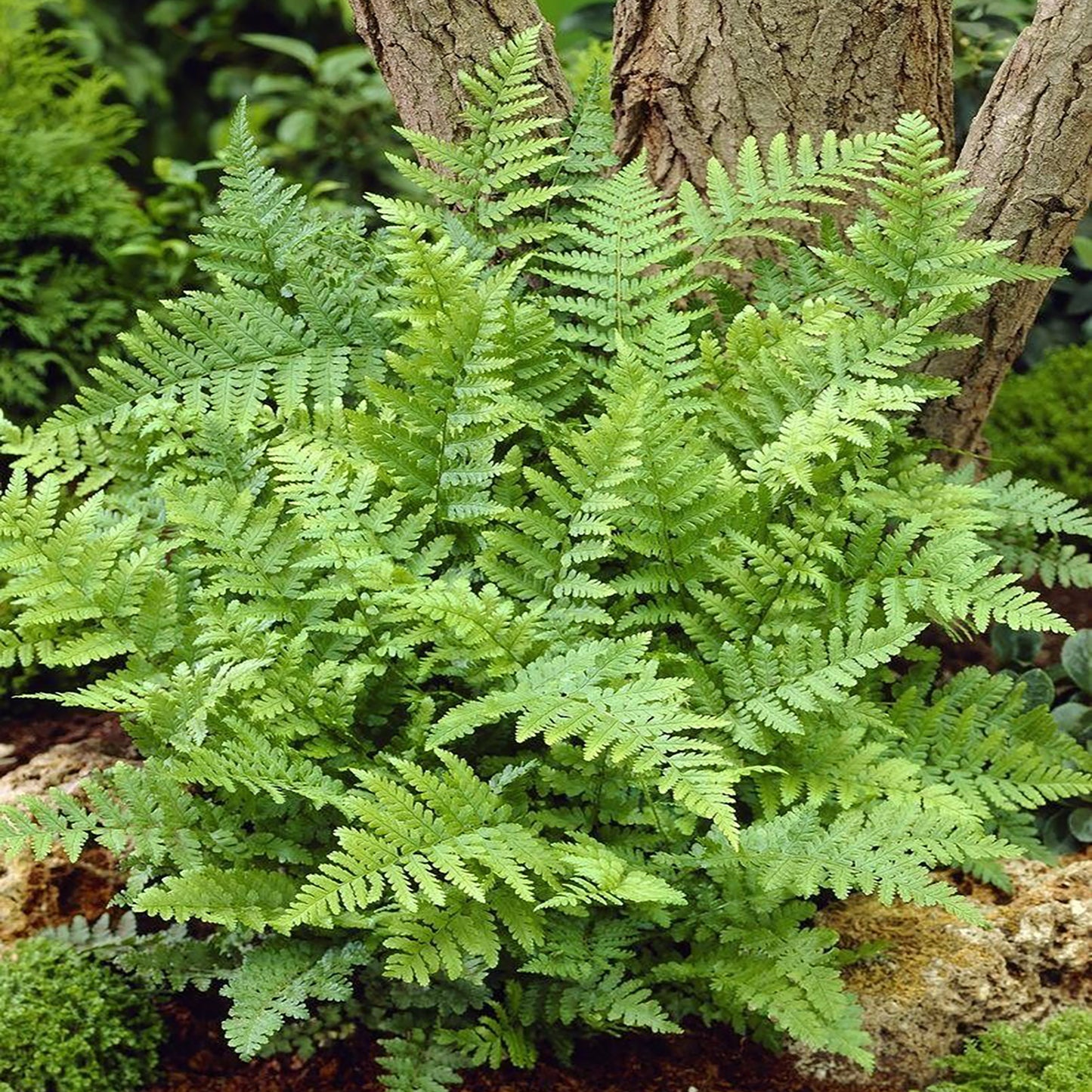 Barnes Narrow Male Fern 1 Gallon / 1 Plant