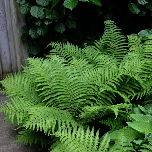 Robust Male Fern 1 Gallon / 1 Plant