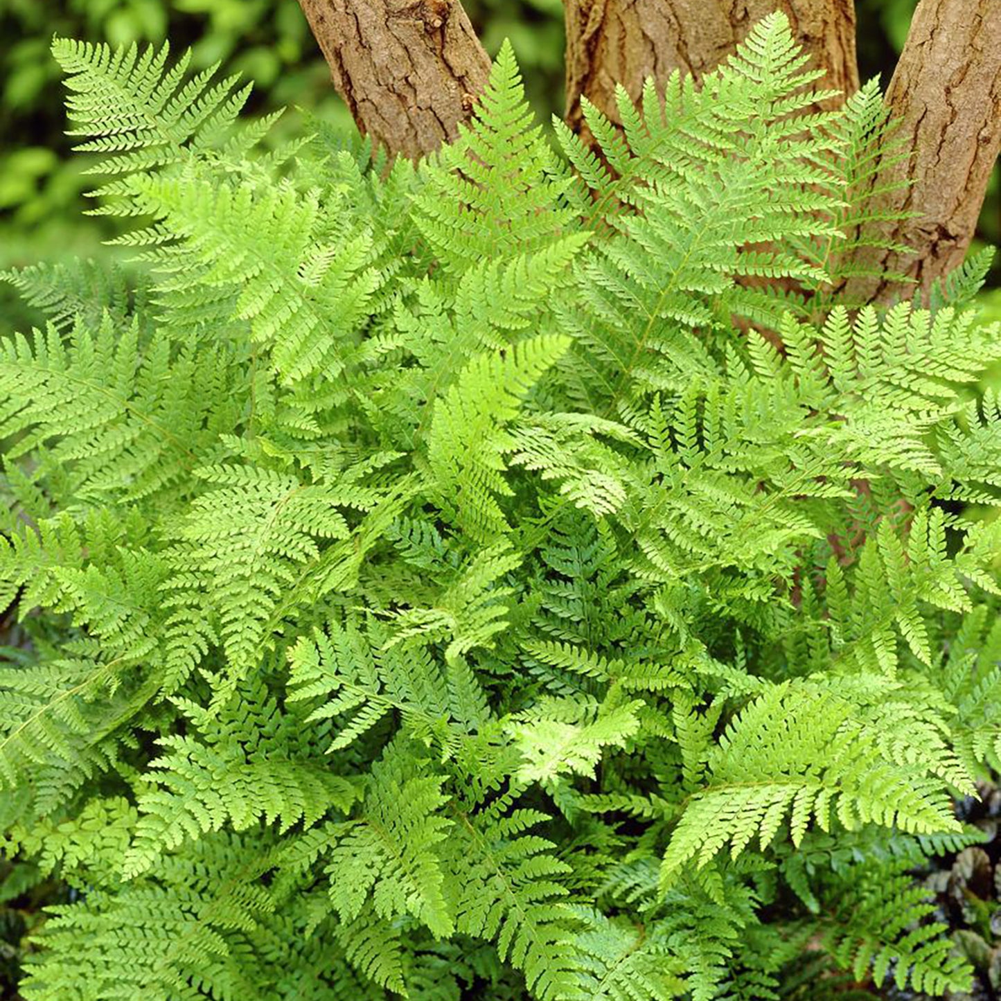 Alaskan Fern 1 Gallon / 1 Plant