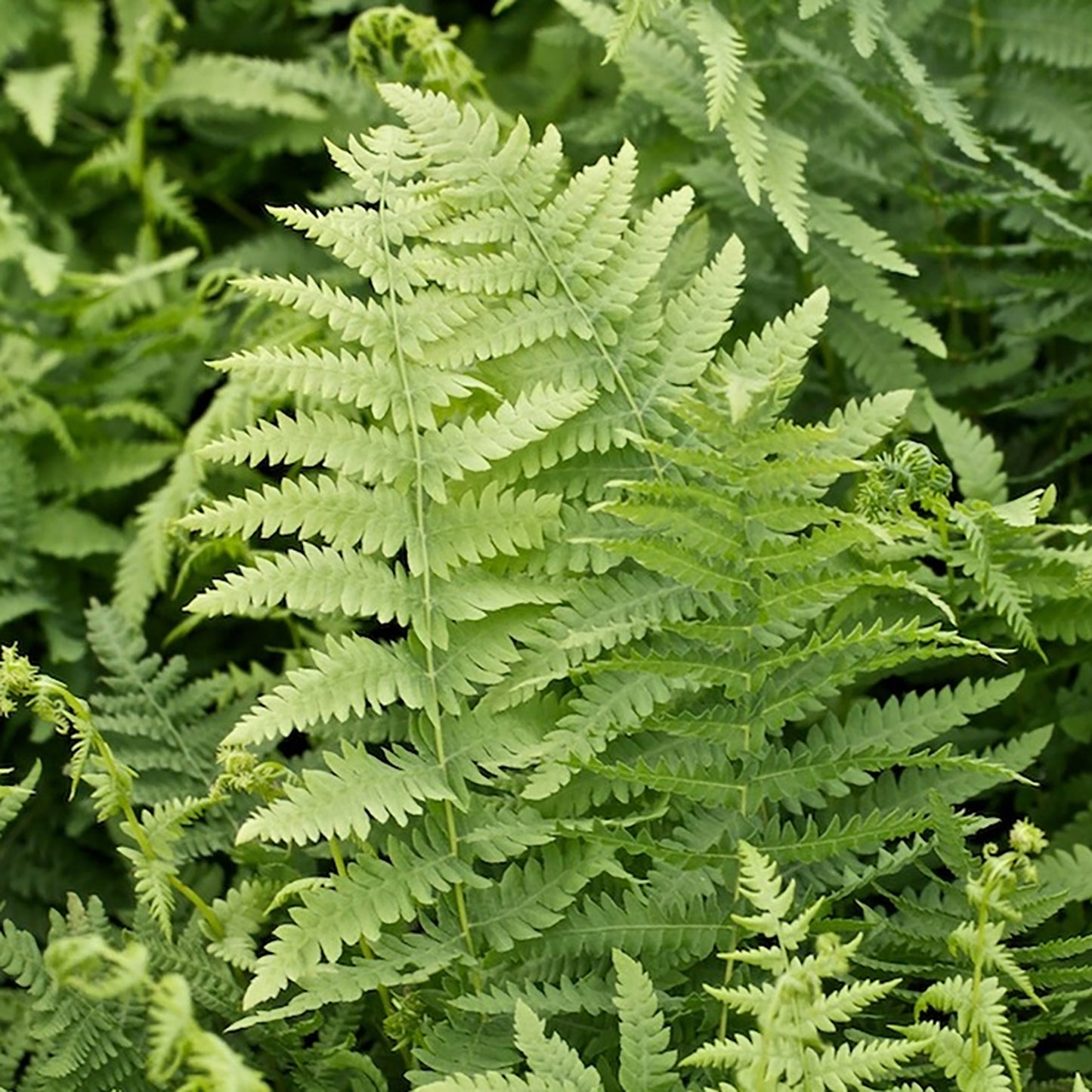 Marsh Fern 1 Gallon / 1 Plant