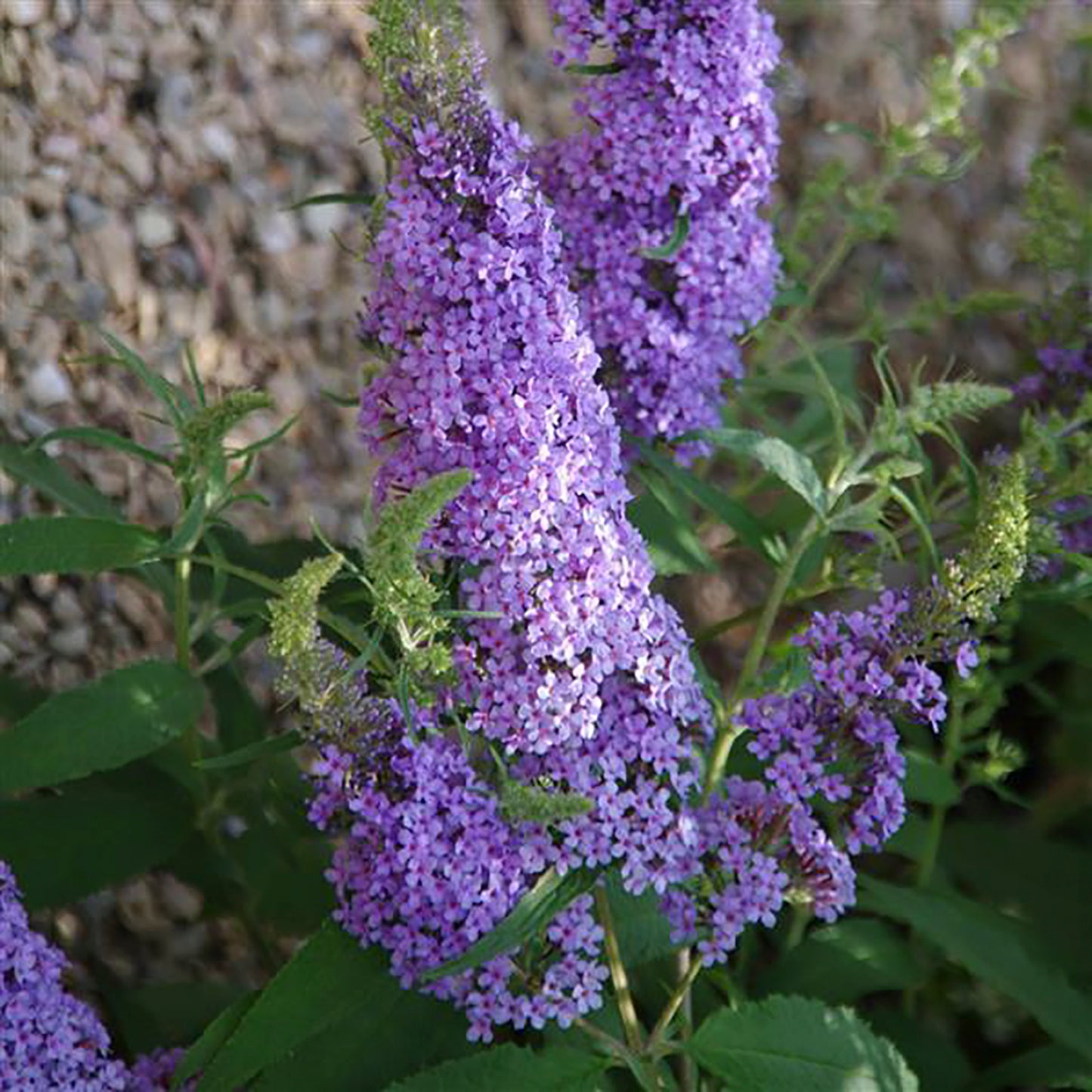 Sky Blue Butterfly Bush 2 Gallon / 1 Plant