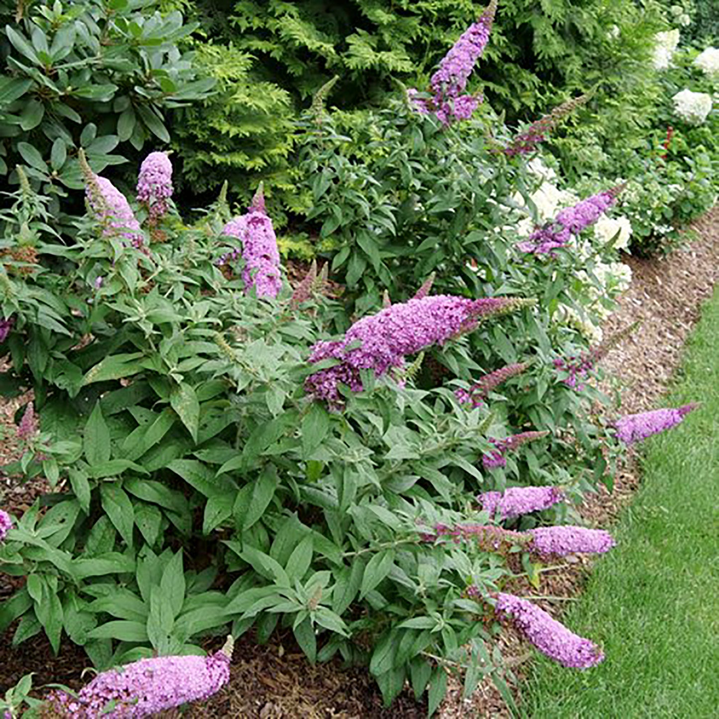 Pugster Pinkerª Butterfly Bush 2 Gallon / 1 Plant