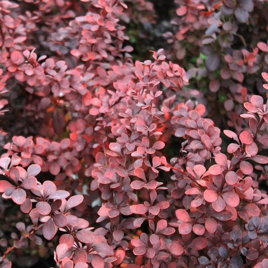 Ruby Carousel¬¨¬Æ Japanese Barberry 2 Gallon / 1 Plant