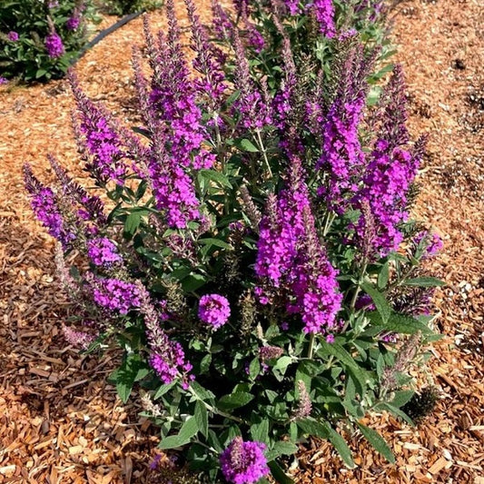 Birthday Cakeª Butterfly Bush 2 Gallon / 1 Plant