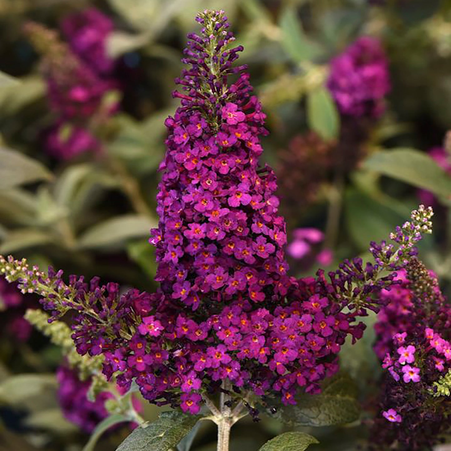 Chrysalisª Cranberry Butterfly Bush 1 Gallon / 1 Plant