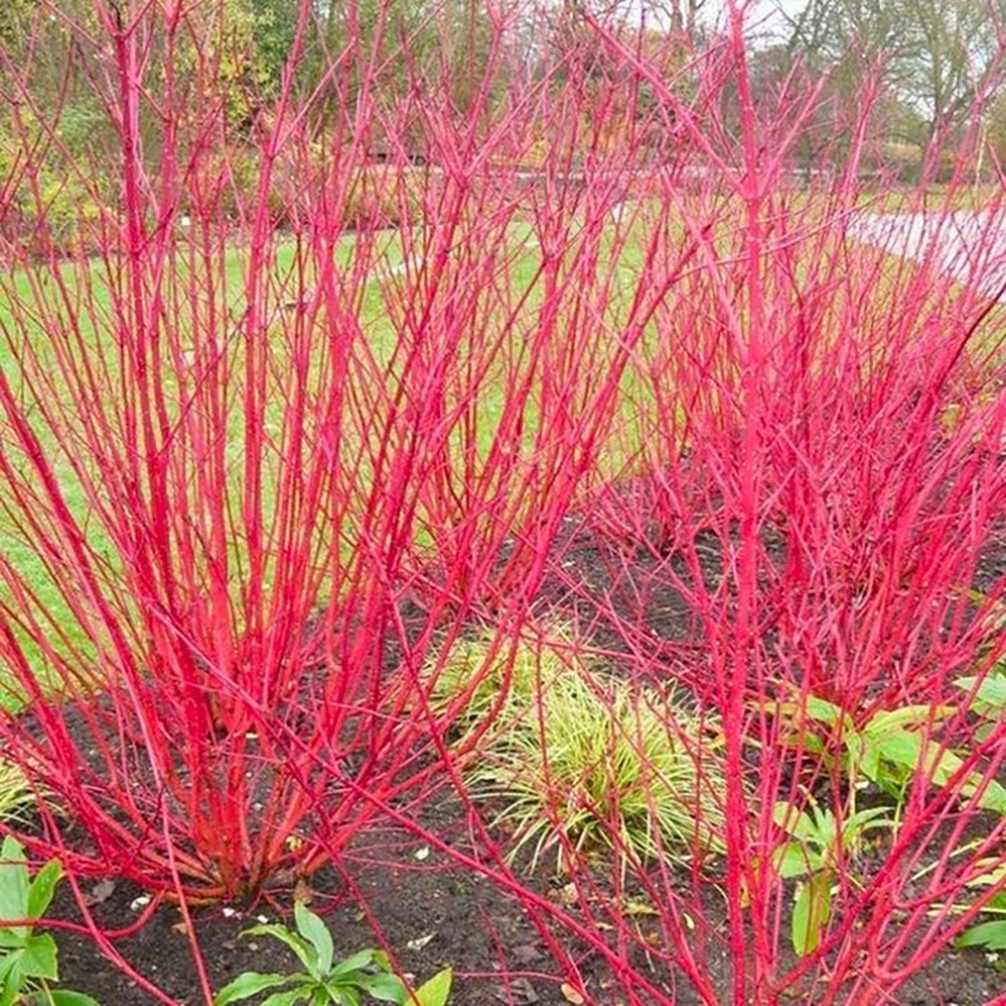 Red Bark Dogwood 2 Gallon / 1 Plant