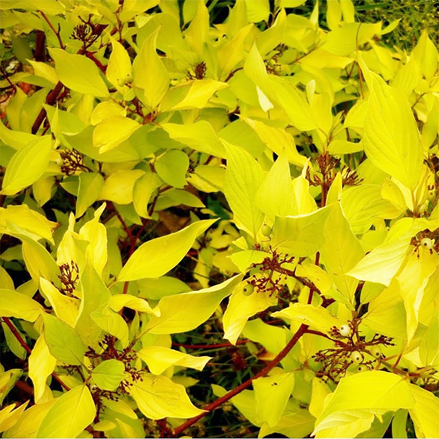 Golden Dogwood 2 Gallon / 1 Plant