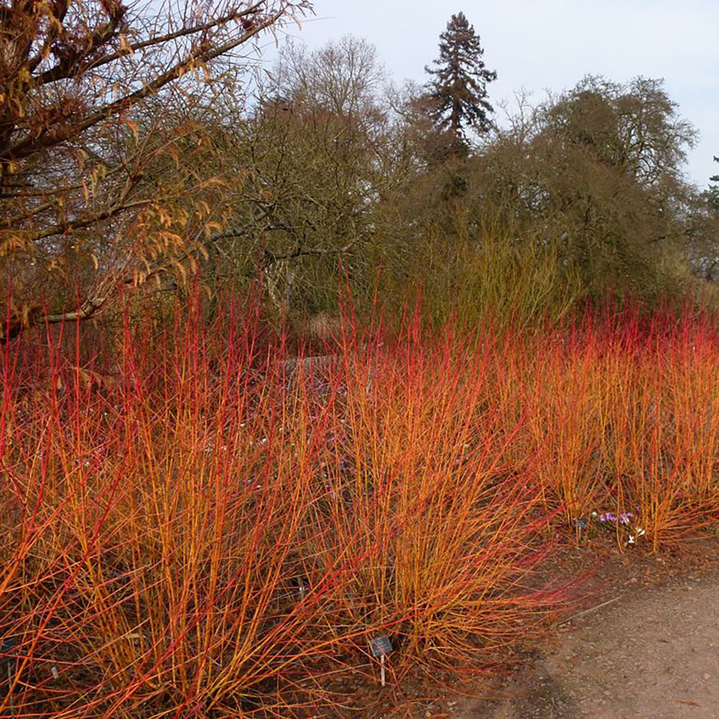 Gray Dogwood