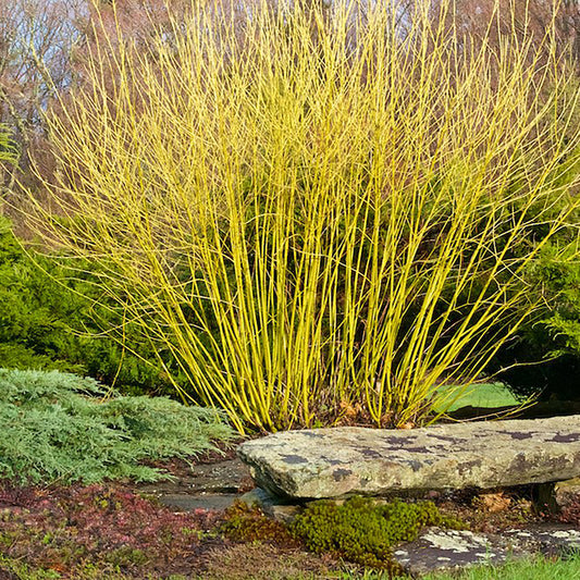 Yellowtwig Dogwood 2 Gallon / 1 Plant