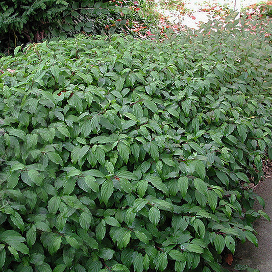 Kelseyi Dogwood 2 Gallon / 1 Plant