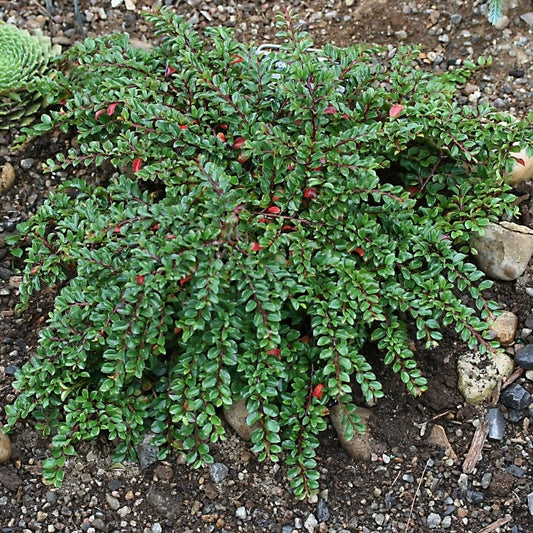 Tom Thumb Cotoneaster