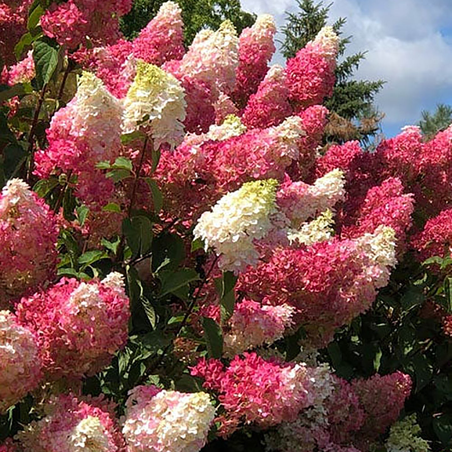 Berry White¬¨¬Æ Hydrangea 2 Gallon / 1 Plant