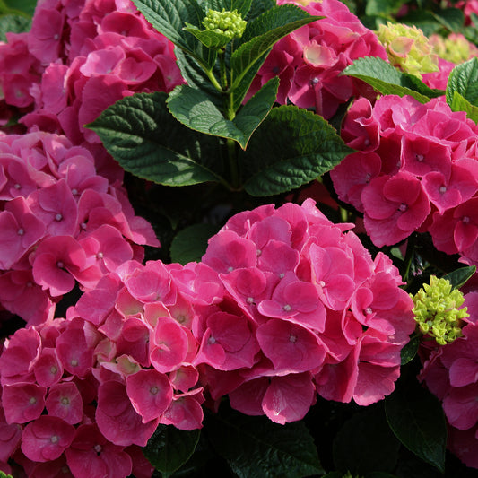 Summer Crush Hydrangea