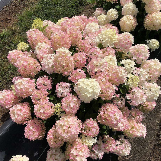 Fire Light Tidbit¬¨¬Æ Hydrangea 2 Gallon / 1 Plant