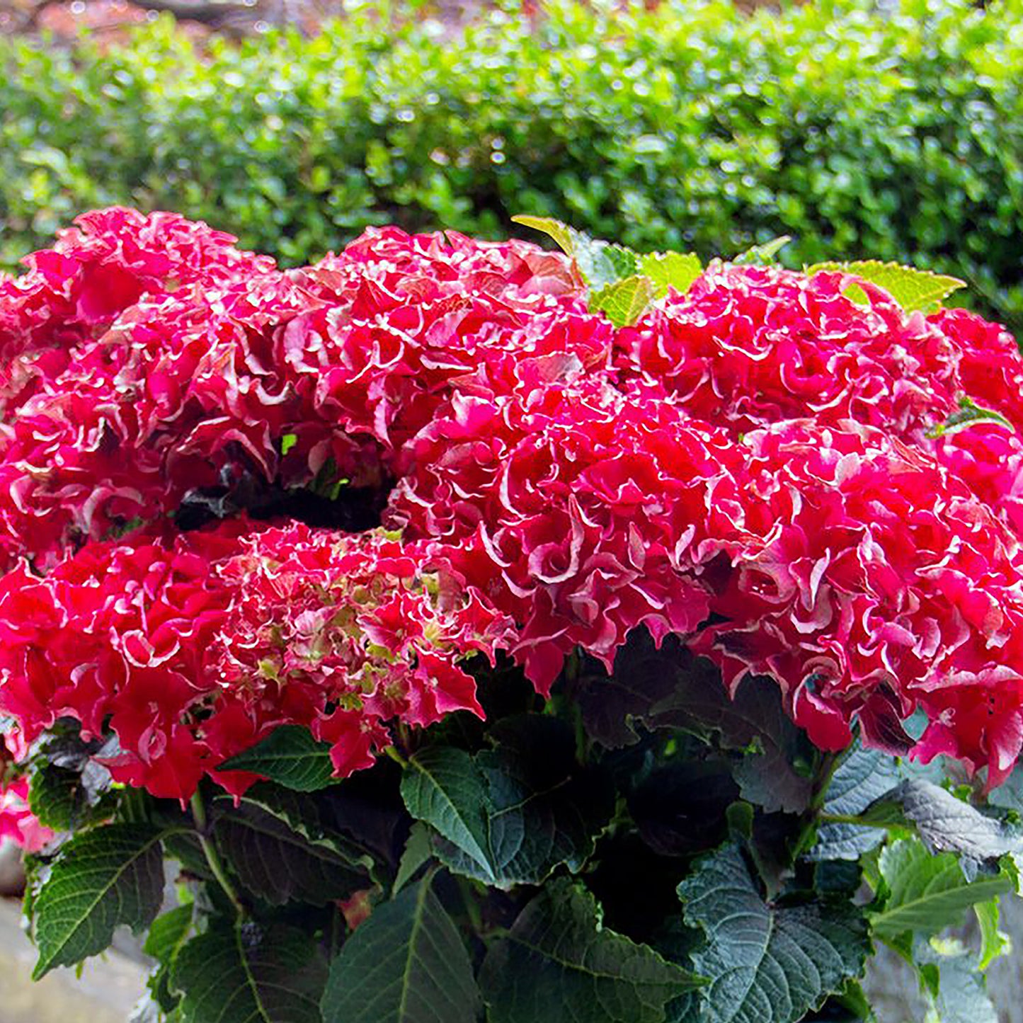 Frill Rideª Hydrangea 2 Gallon / 1 Plant