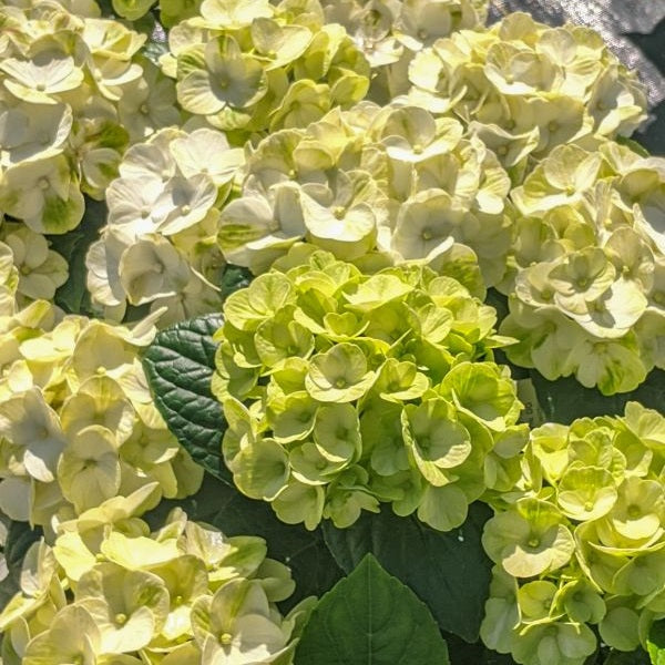 Grin and Tonicª Hydrangea 2 Gallon / 1 Plant