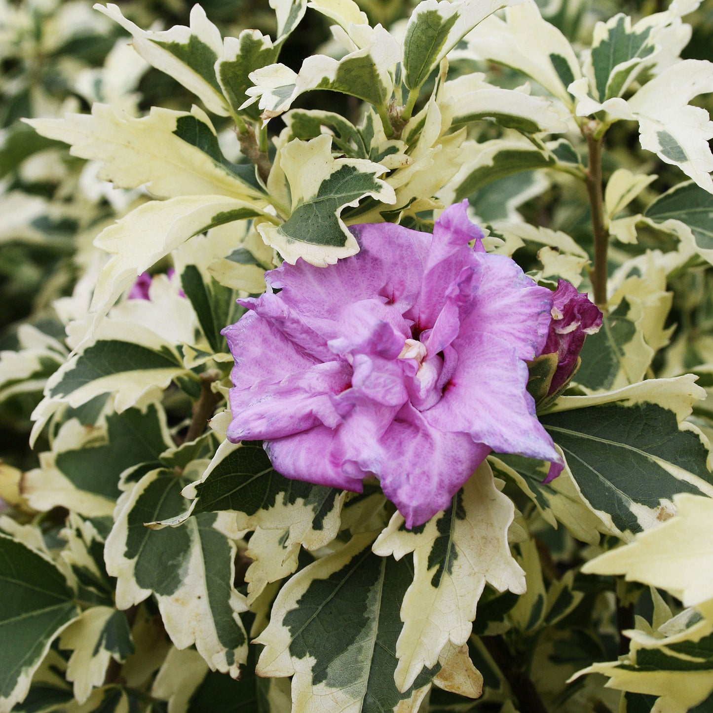 Show Time Rose of Sharon 2 Gallon / 1 Plant