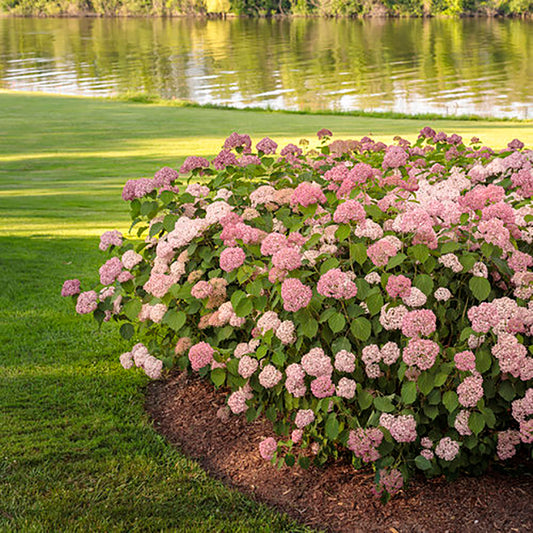 Invincibelle¬¨¬Æ Spirit ll TWO Hydrangea 2 Gallon / 1 Plant