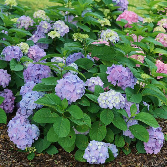 Sky View Hydrangea 2 Gallon / 1 Plant